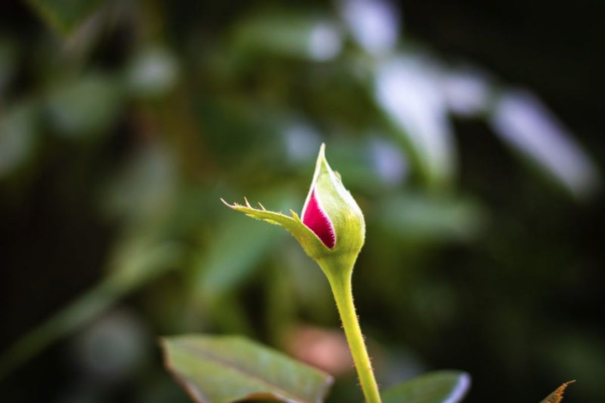 Unfolding bud