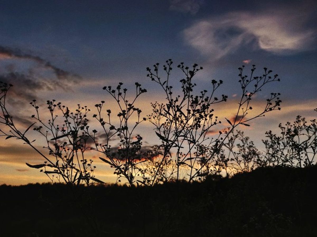 Plants at Sunset