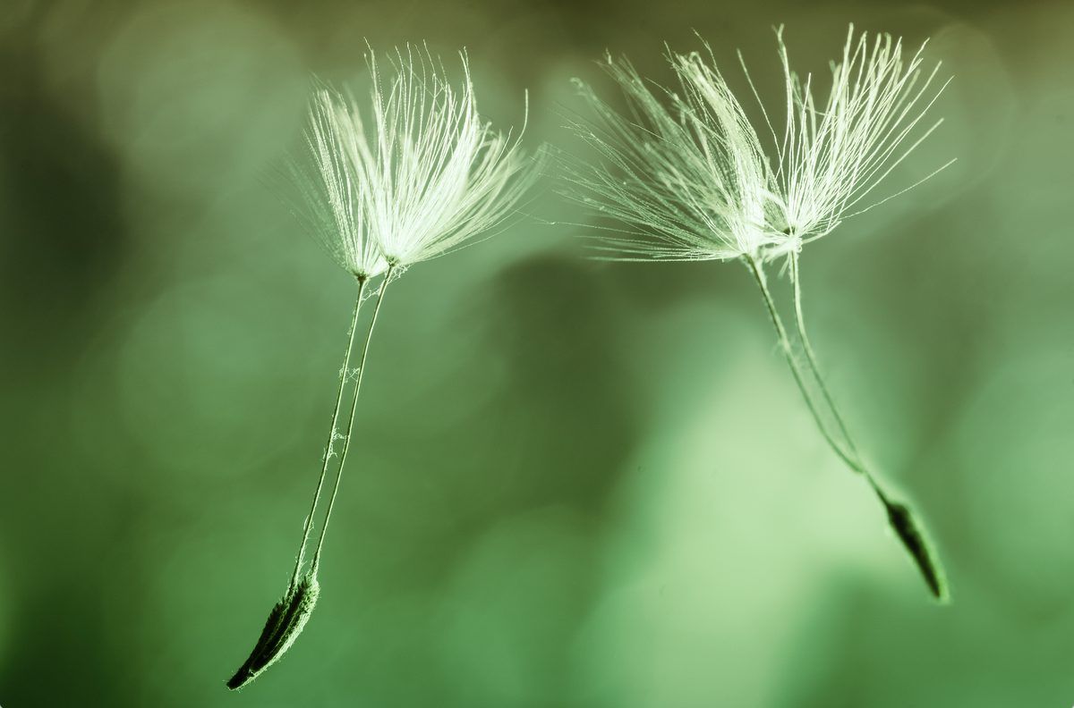 White dandelion in close up