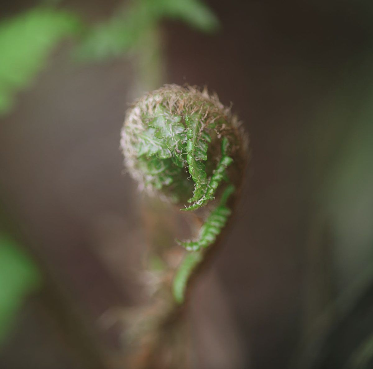 Fiddlehead Fern