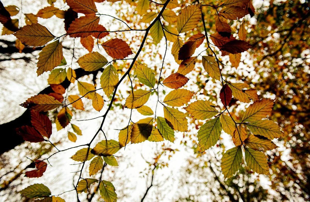 A view of ochres leaves on a tree, from below