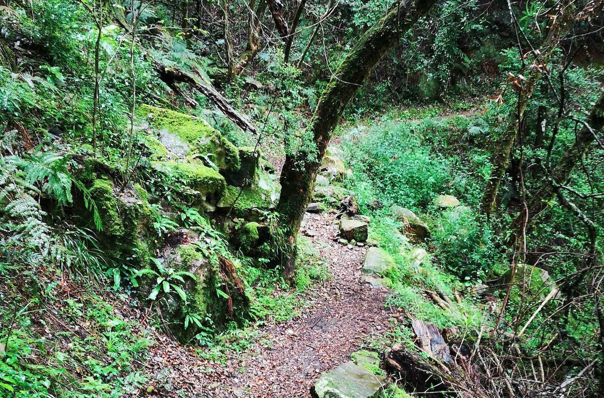 A path through green trees and plants