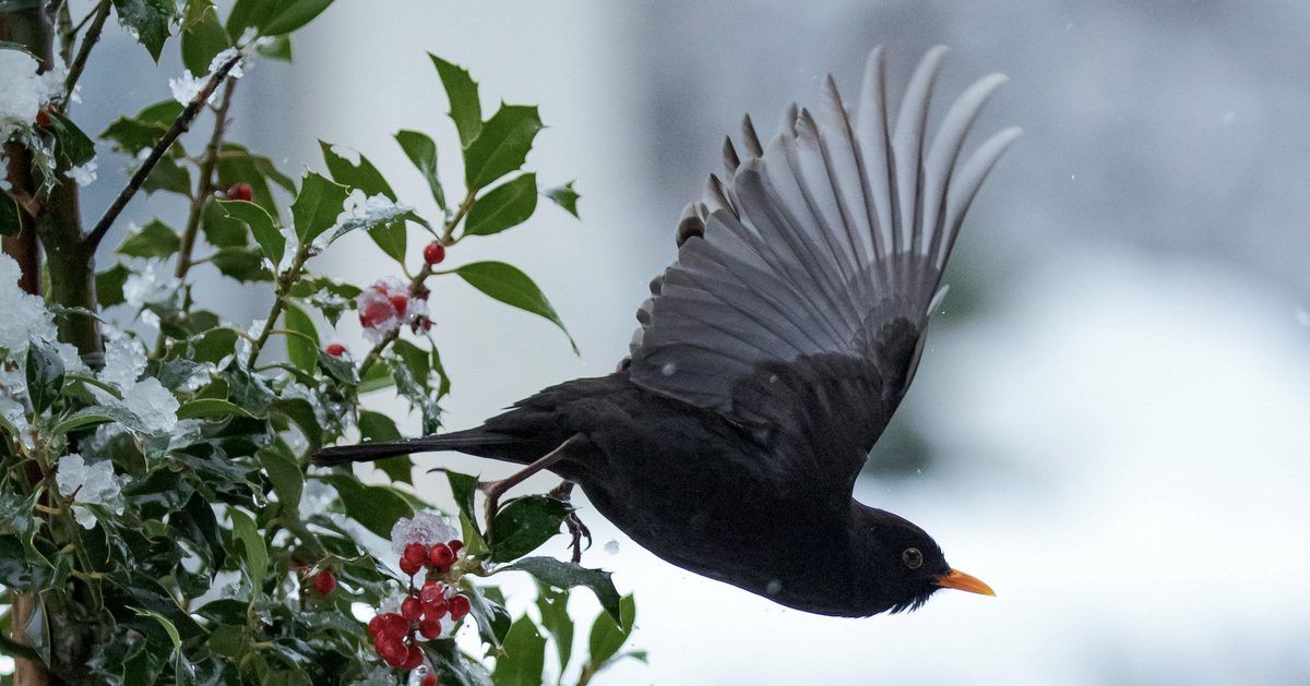 bird taking flight off a budding branch