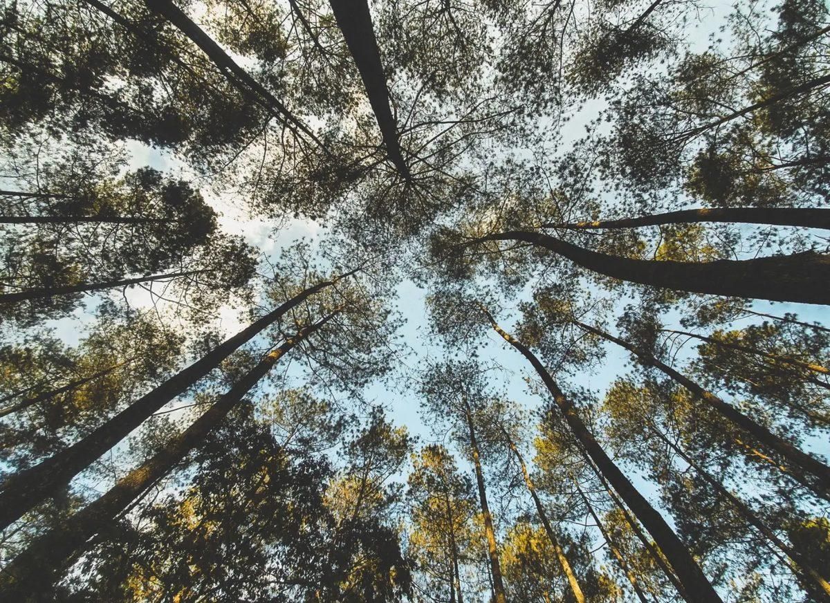 Looking upward at the sky through a cluster of trees
