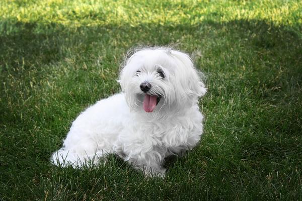 "Yo soy tu amigo fiel": cuál es la mejor raza de perro para adultos mayores