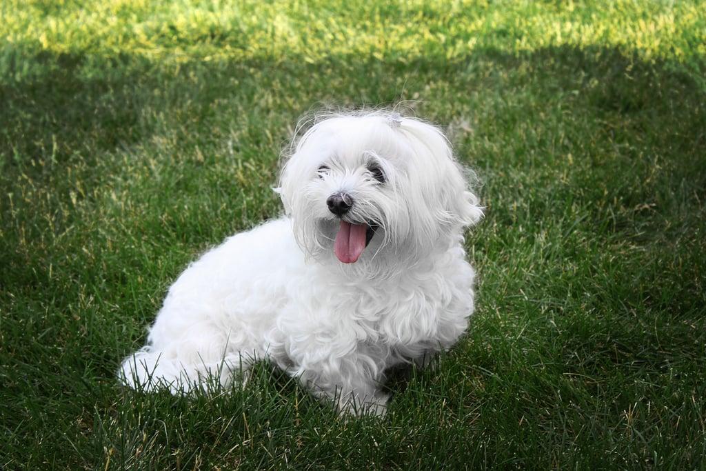 "Yo soy tu amigo fiel": cuál es la mejor raza de perro para adultos mayores