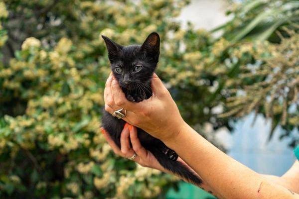 Quirófanos móviles para castración gratuita: nuevos puntos de atención desde el lunes 14