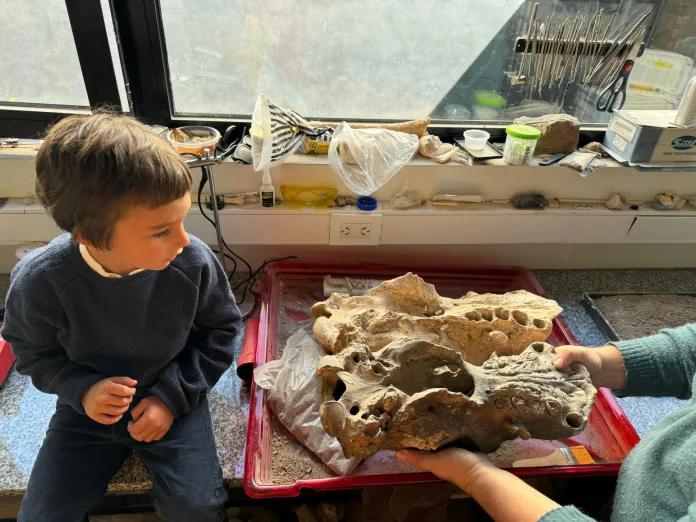 Un niño de cuatro años encontró un cráneo de un perezoso terrestre gigante