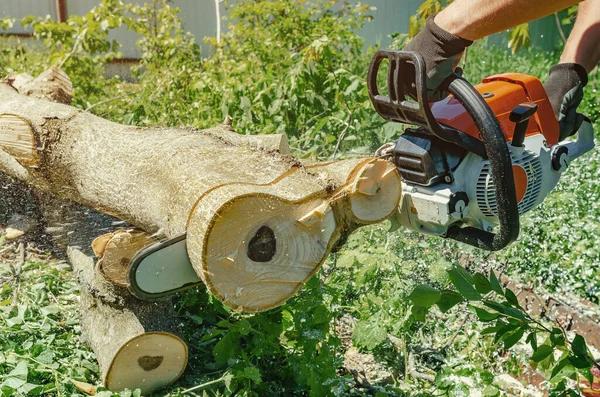 Tragedia en La Plata: podaba un árbol con una motosierra y murió por un corte en la pierna izquierda