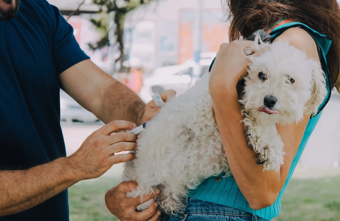 Buscan limitar a dos animales por trasladista para evitar que concentren castraciones gratuitas