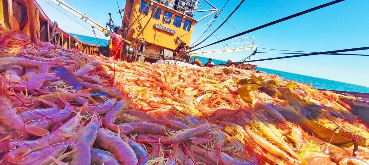 La industria del langostino, en crisis: se frena la pesca por falta de rentabilidad