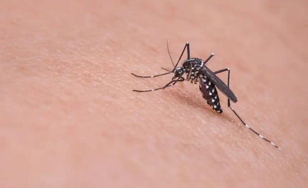 Dengue en General Pueyrredon: Provincia confirmó 92 casos y sigue la vacunación