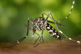 Confirmaron el primer caso de dengue autóctono en Mar del Plata