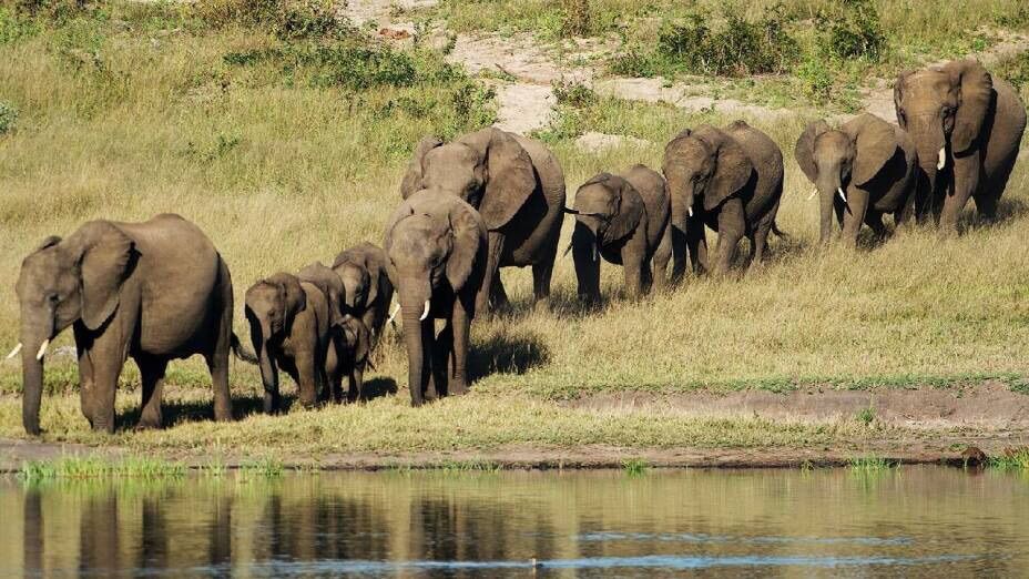 Zimbabwe sacrificará 200 elefantes para combatir el hambre provocado por la sequía