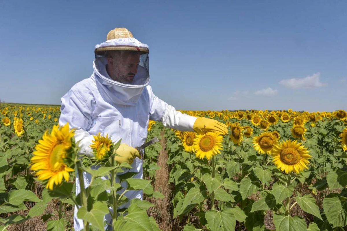 La producción apícola crece en Mar del Plata: más de 1.200 toneladas de miel al año y nuevos programas