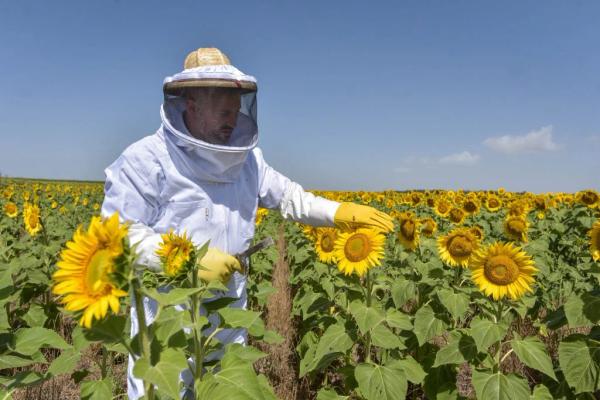 La producción apícola crece en Mar del Plata: más de 1.200 toneladas de miel al año y nuevos programas