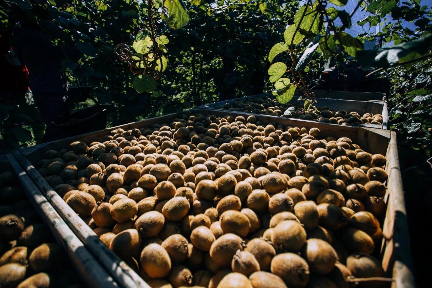 Crece la producción de kiwi en General Pueyrredon y se posiciona como la más alta a nivel nacional