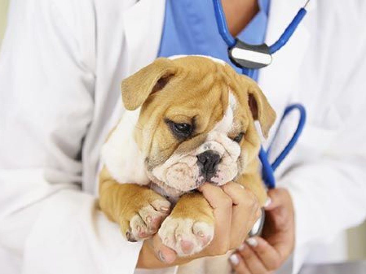 "Tu mascota héroe": la nueva campaña para que perros y gatos puedan donar a otros animales