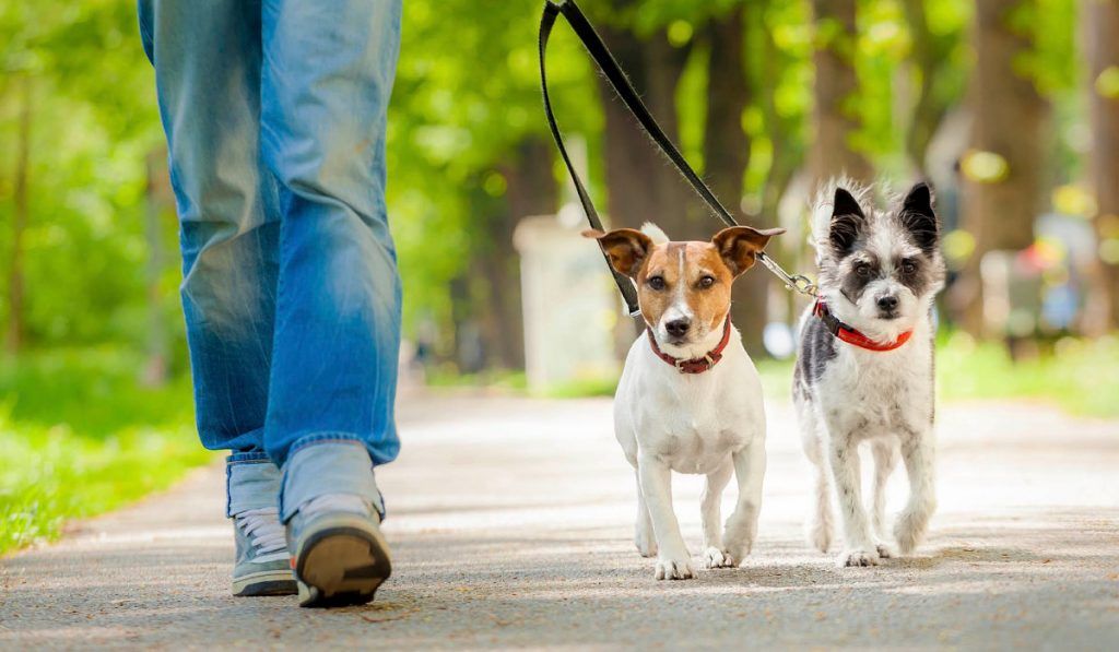 Buscan concientizar sobre la tenencia responsable de animales en lugares públicos