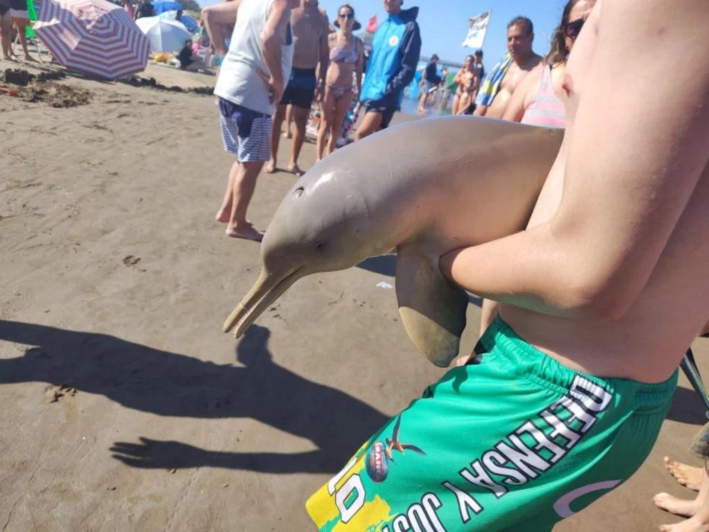 Tragedia en Mar del Tuyú: un delfín murió tras ser manipulado por turistas