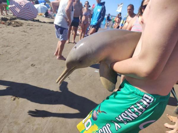 Tragedia en Mar del Tuyú: un delfín murió tras ser manipulado por turistas