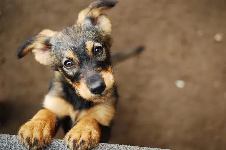 Quirófanos móviles para mascotas: ¿qué zonas recorrerán a partir del lunes?