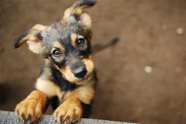 Quirófanos móviles para mascotas: ¿qué zonas recorrerán a partir del lunes?