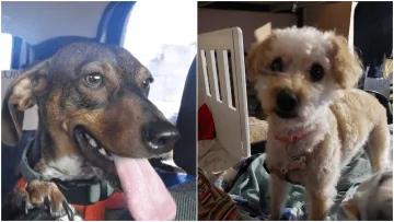 Allanaron una casa por error: del susto, sus dos perros escaparon