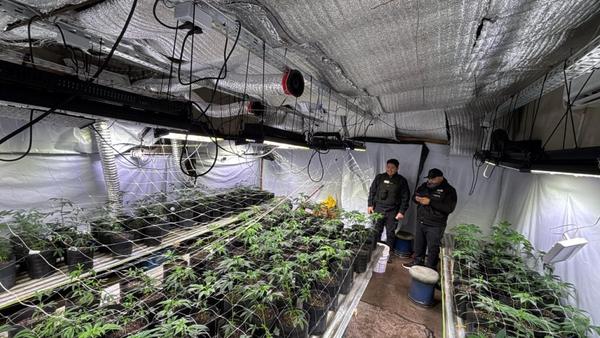 Armas de fuego, cogollos y 200 plantas: desmantelan un campo de marihuana en El Boquerón