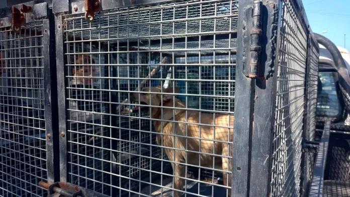 Rescatan a un perro que estuvo una semana encerrado sin agua ni comida