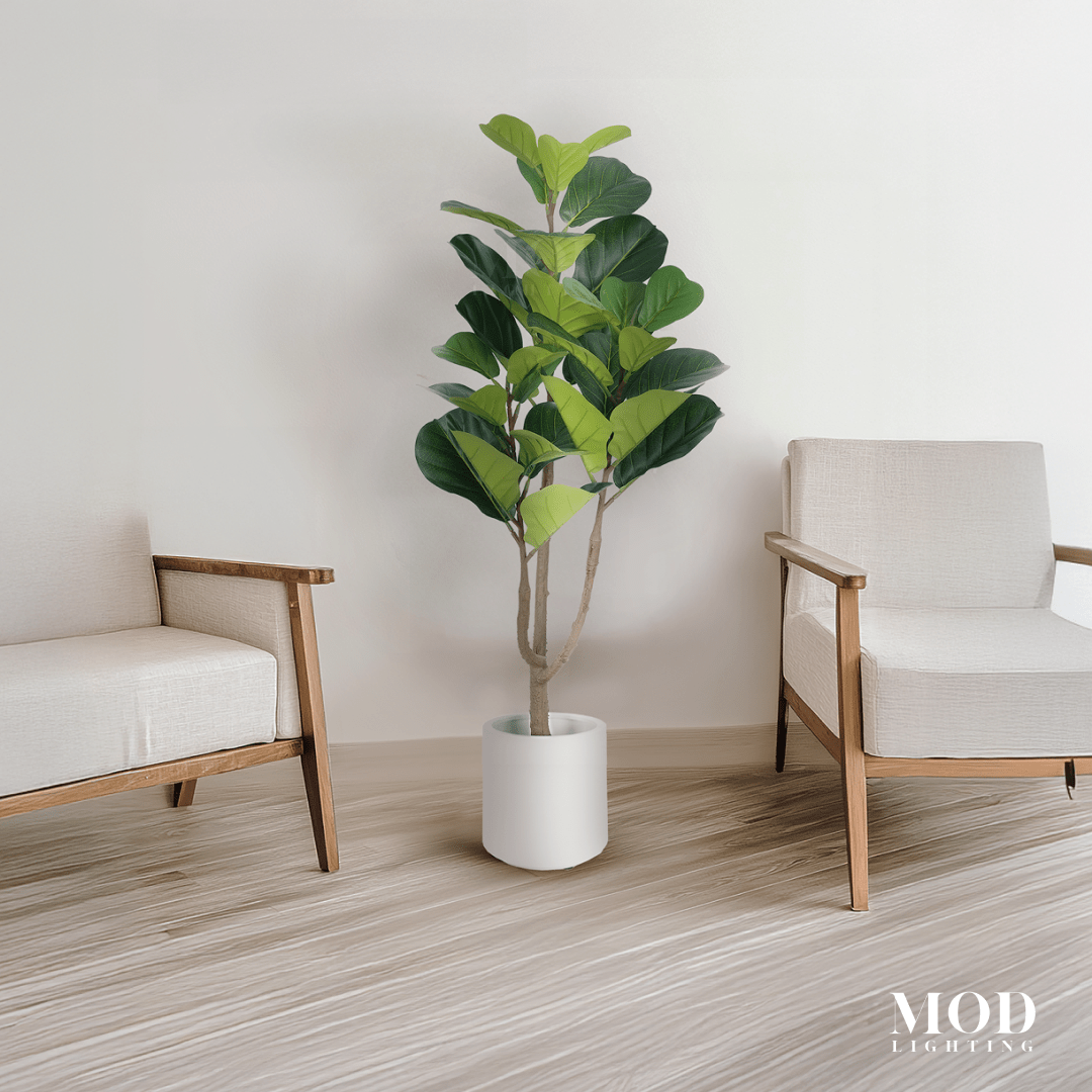 Fiddle Leaf Fig
