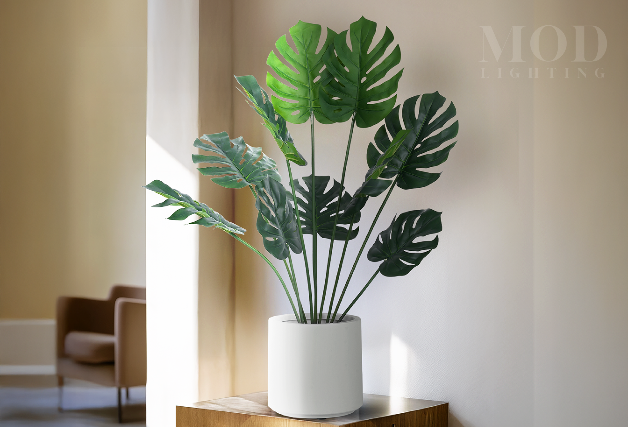 /products/monstera