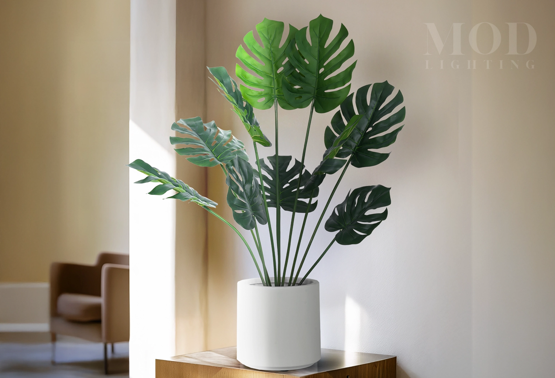 /products/monstera