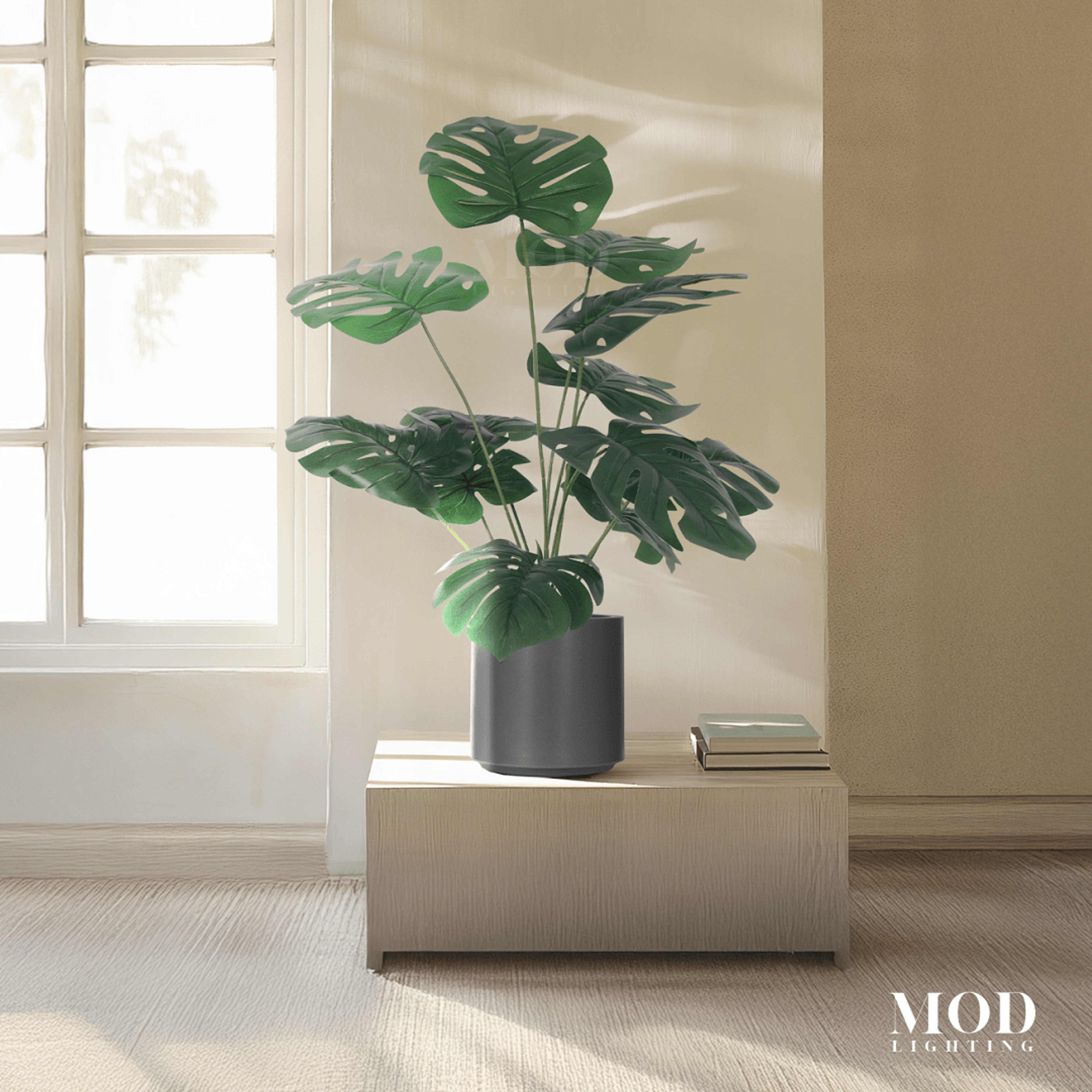 Monstera