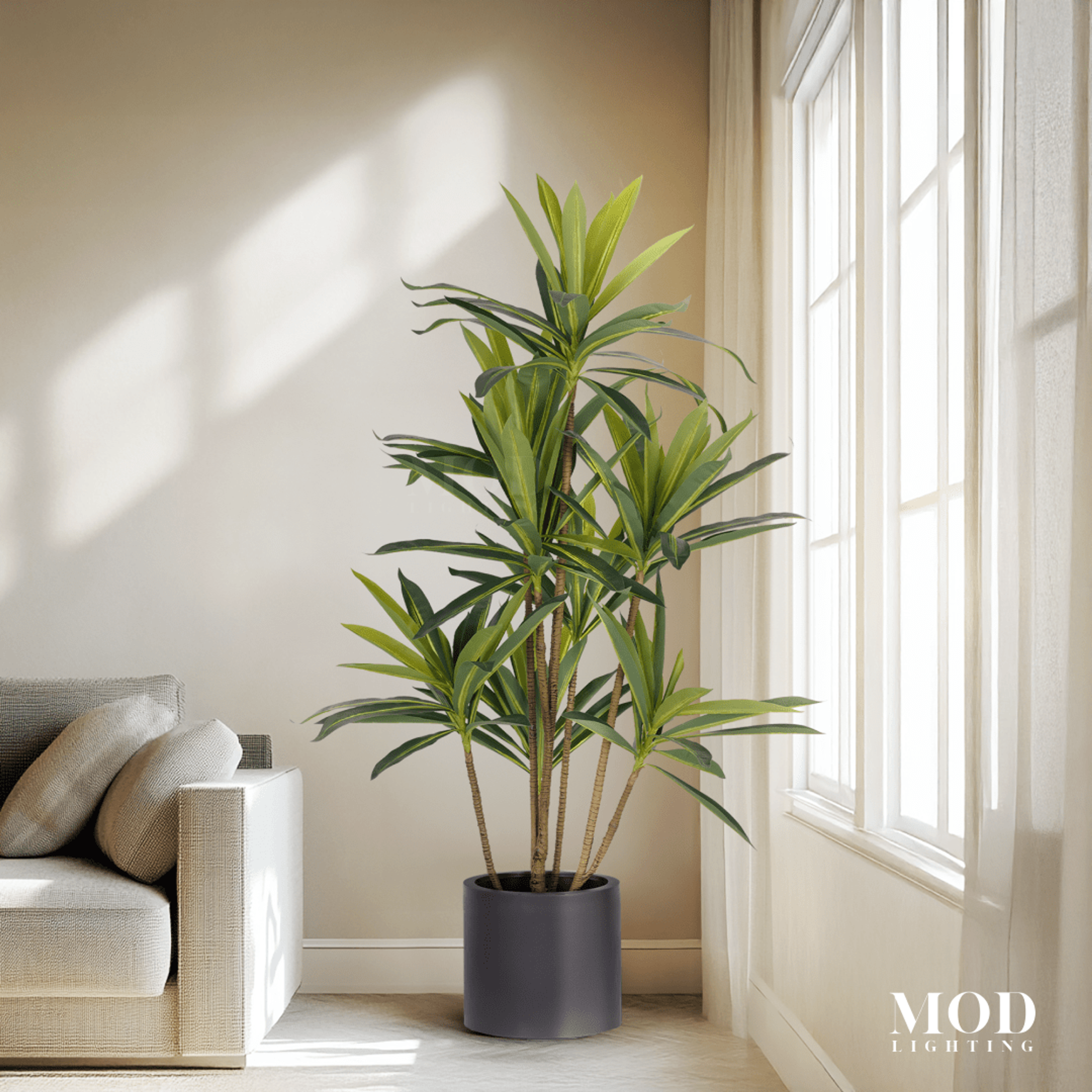 Dracaena hover