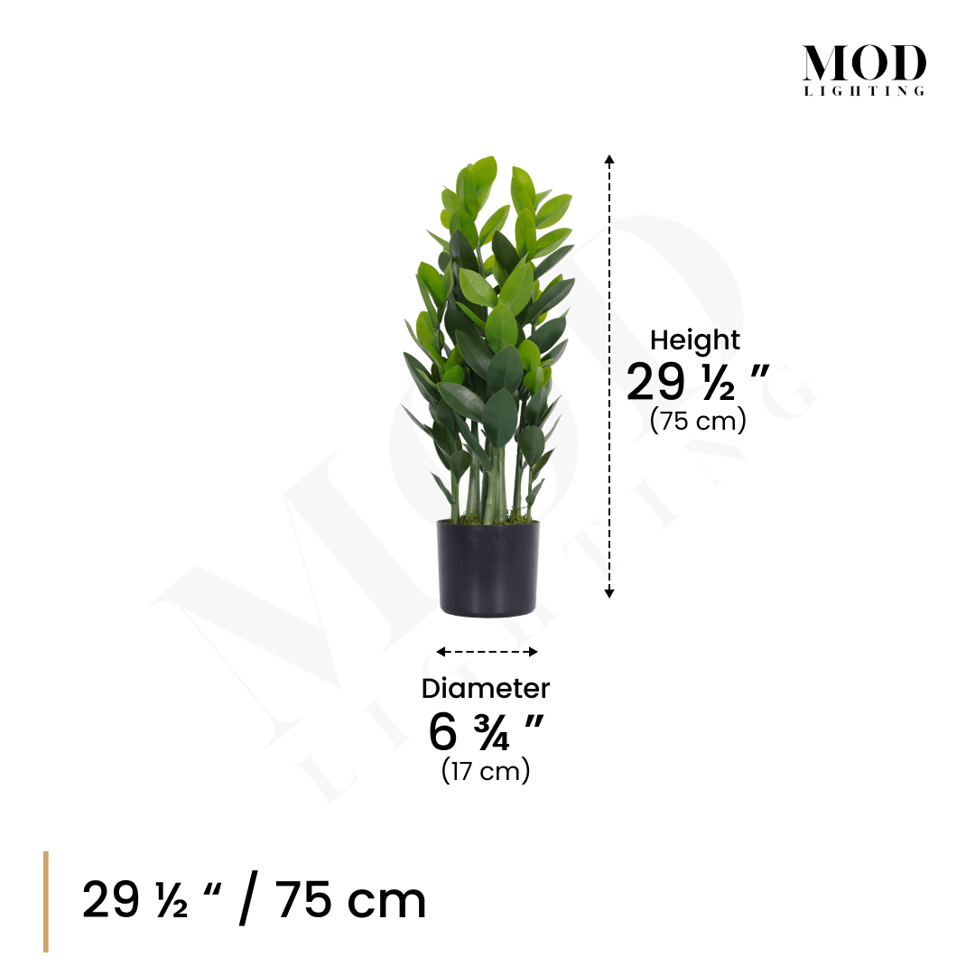 ZZ Plant in a black pot, dimension diagram: 29.5 in / 75 cm tall, 6.75 in / 17 cm pot diameter