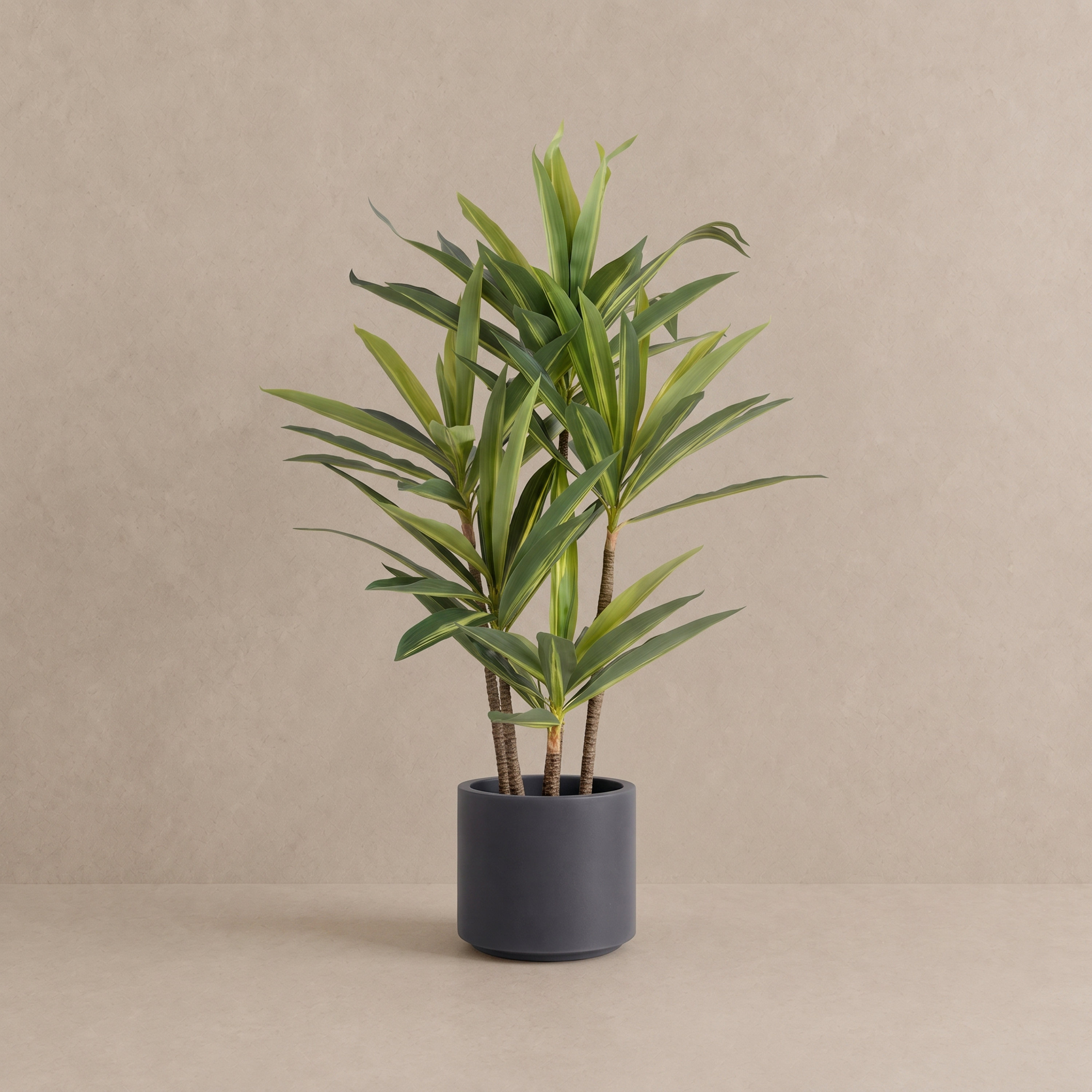 Dracaena