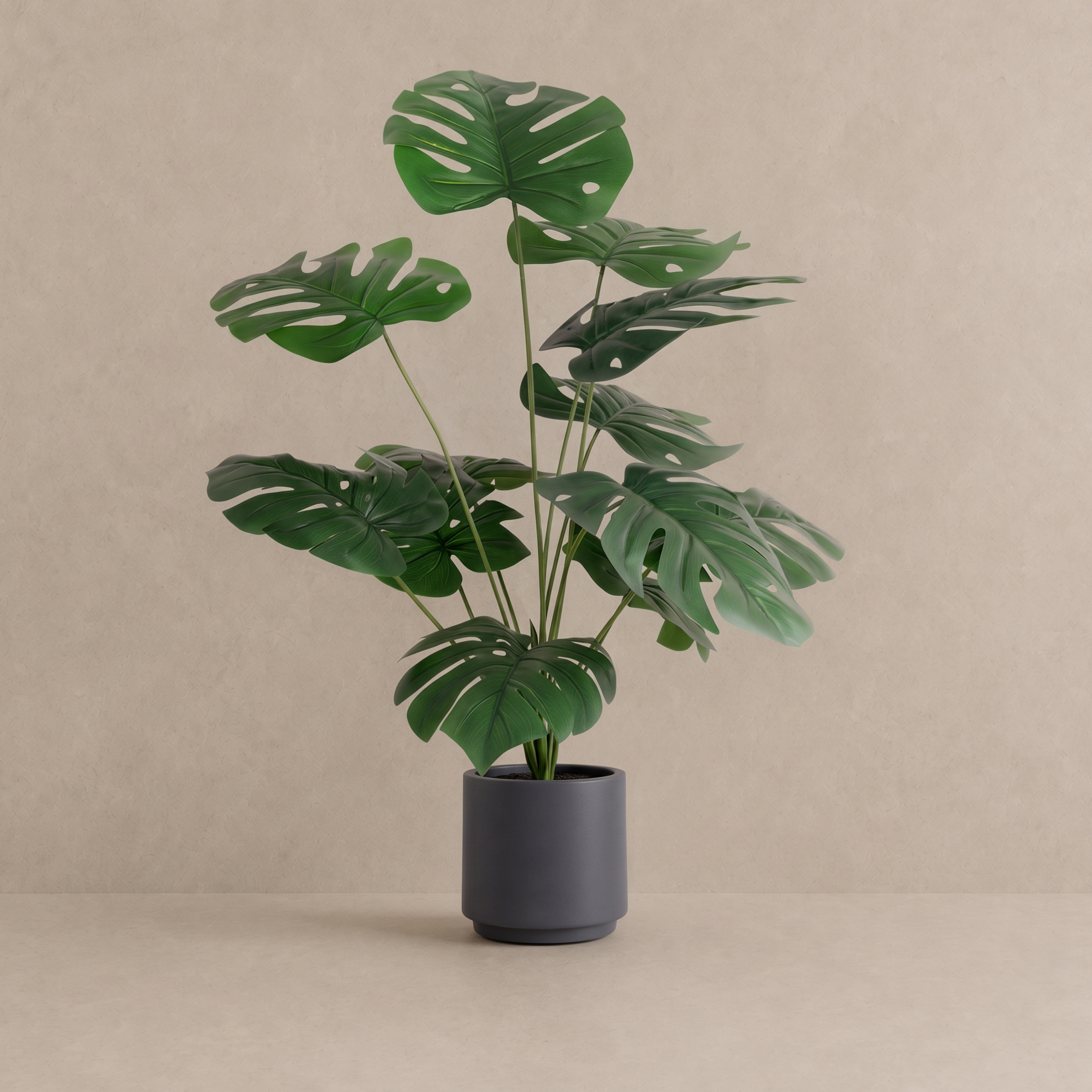 Monstera