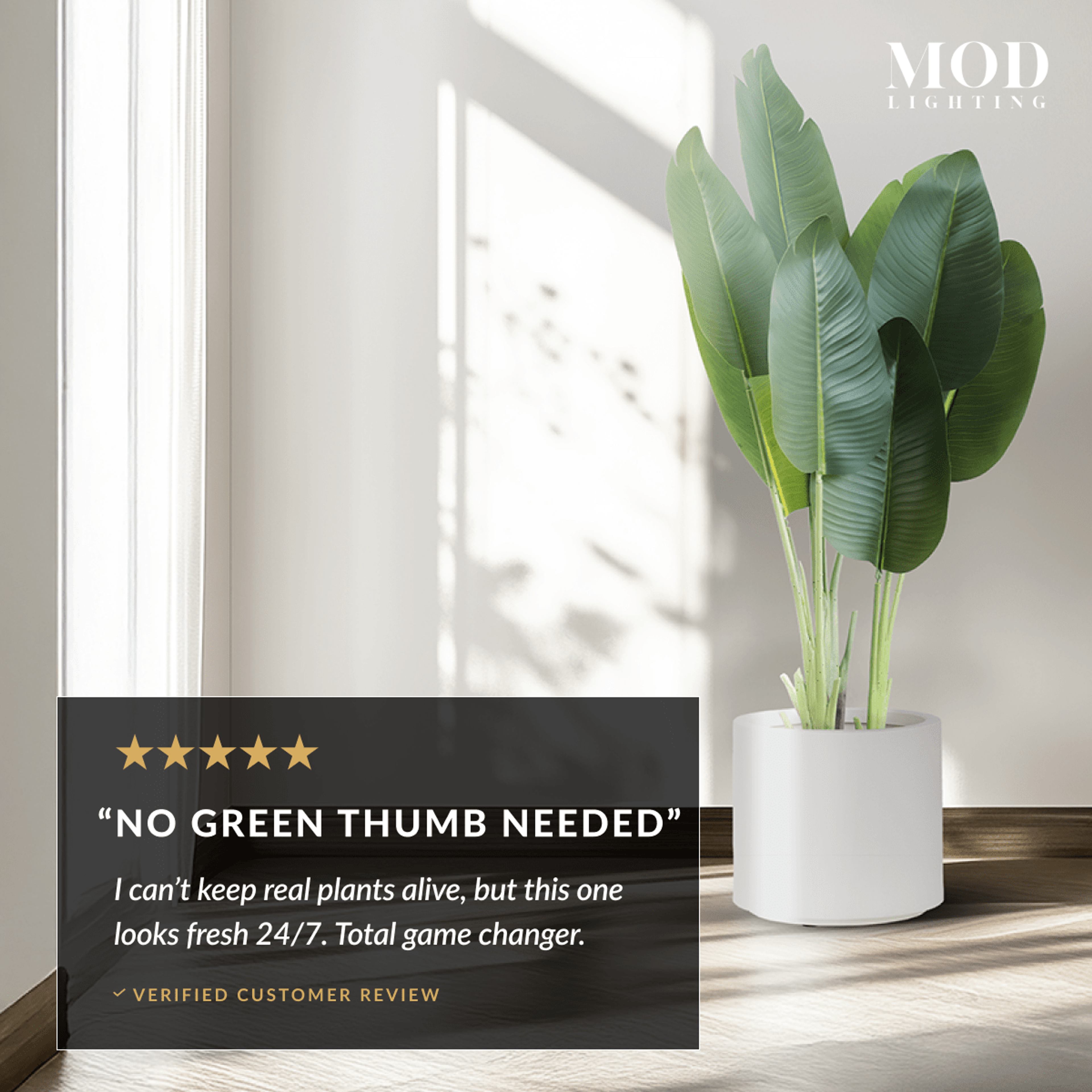 Bird of Paradise in a white pot by a bright window, with a five-star No Green Thumb Needed customer review card