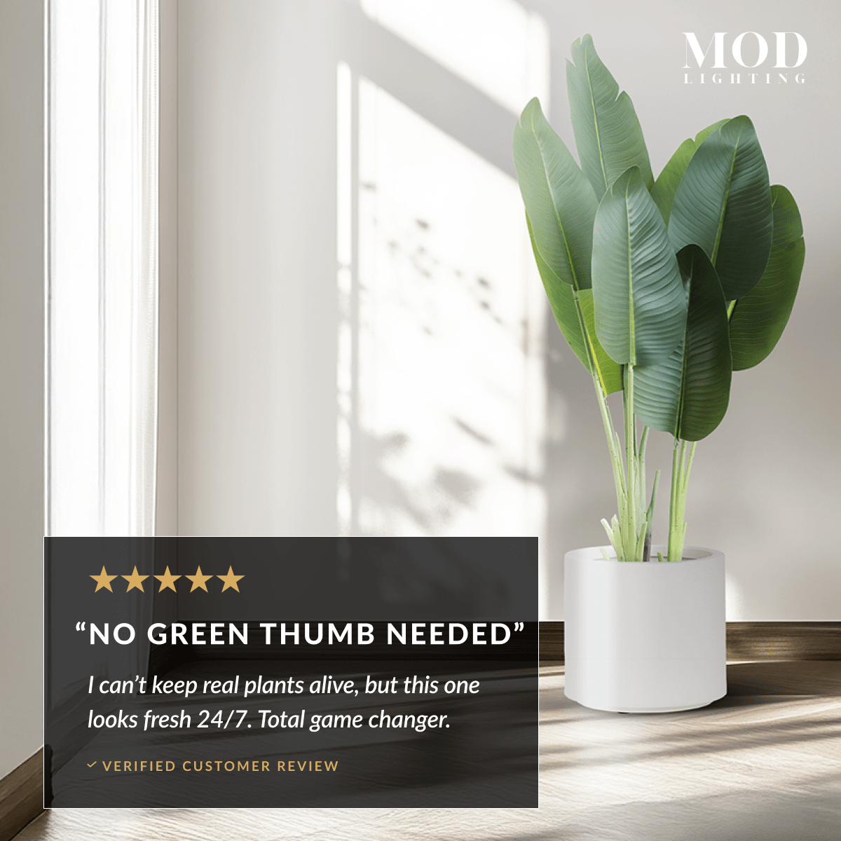 Bird of Paradise in a white pot by a bright window, with a five-star No Green Thumb Needed customer review card