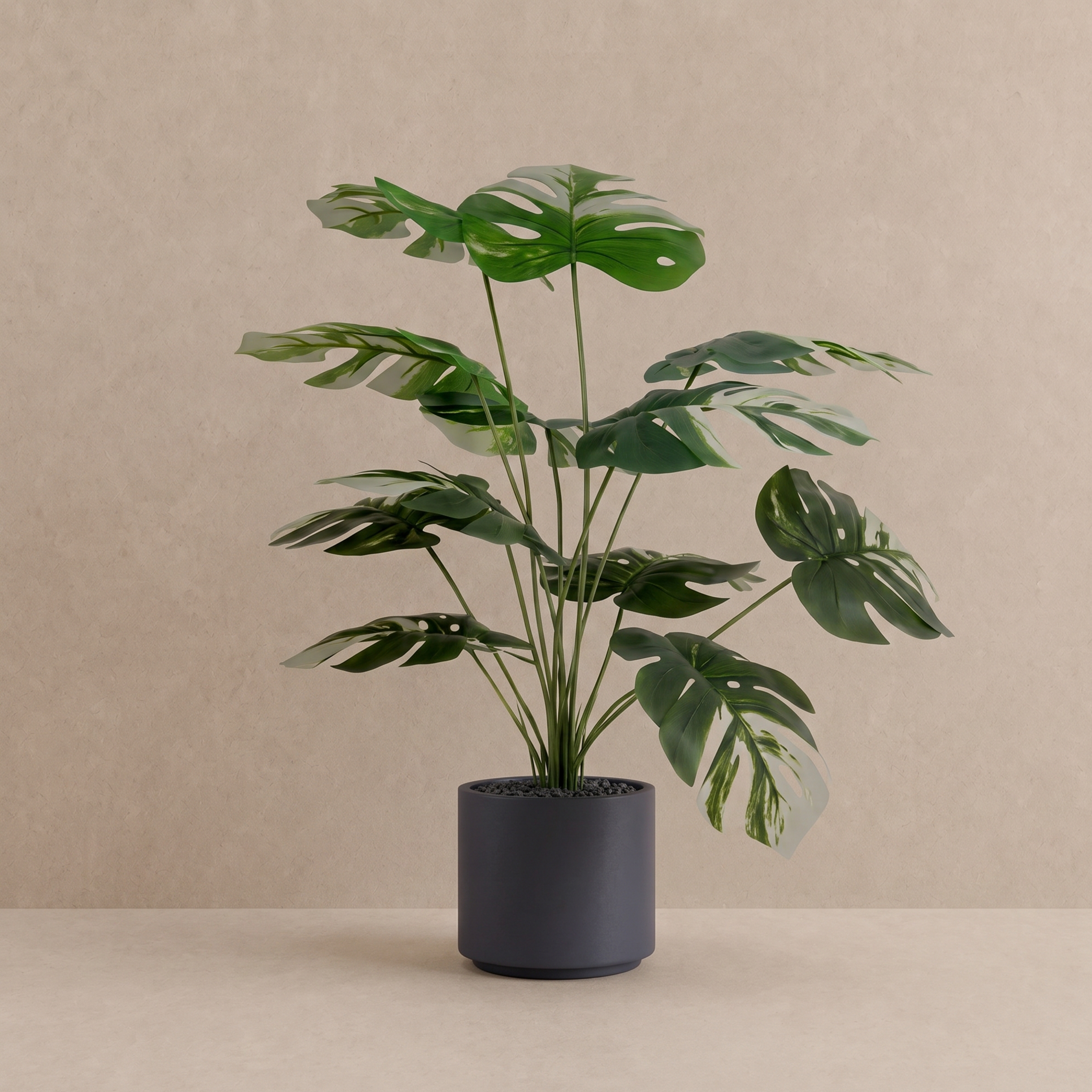 Monstera Albo