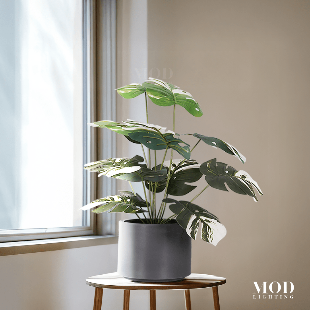 Monstera Albo