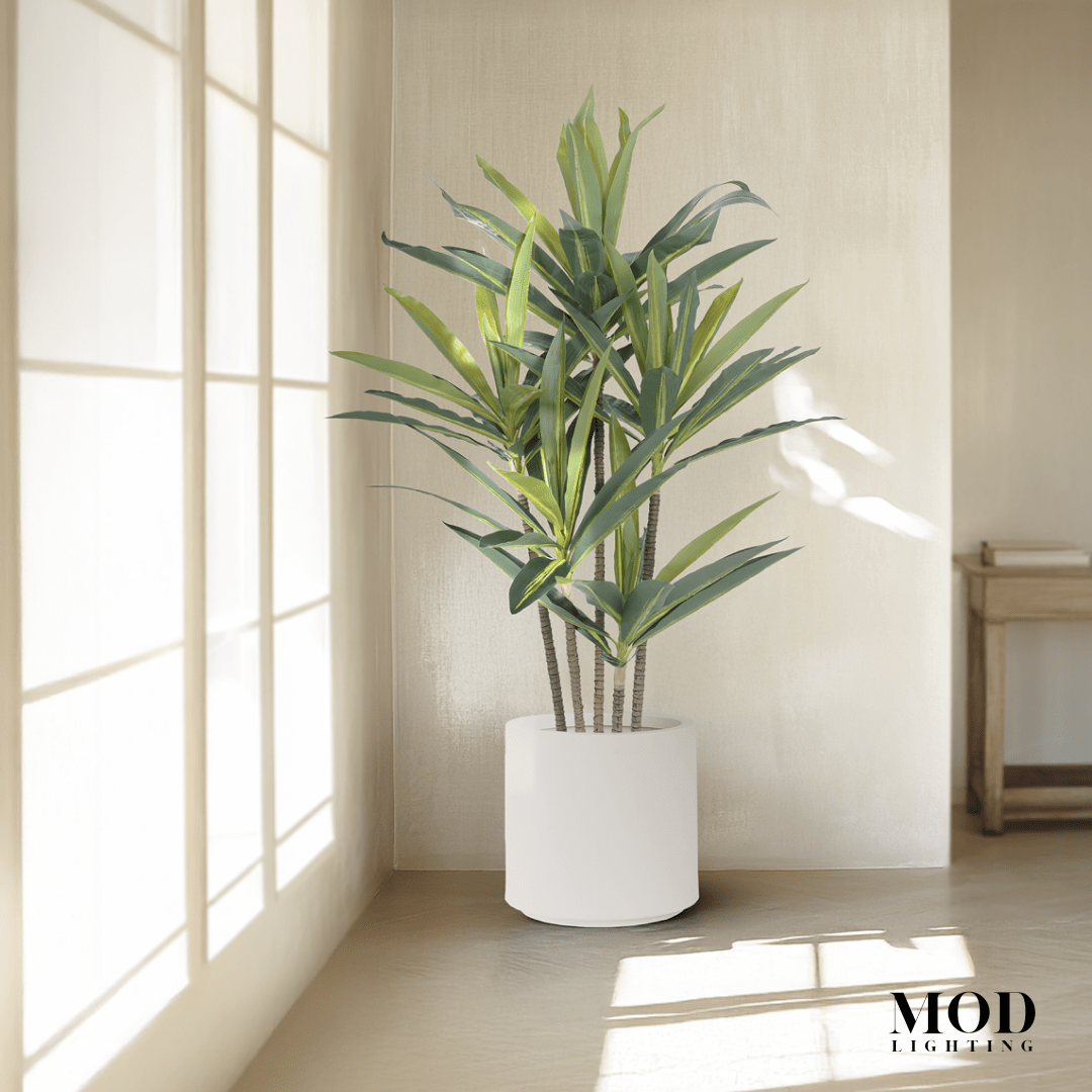 Dracaena