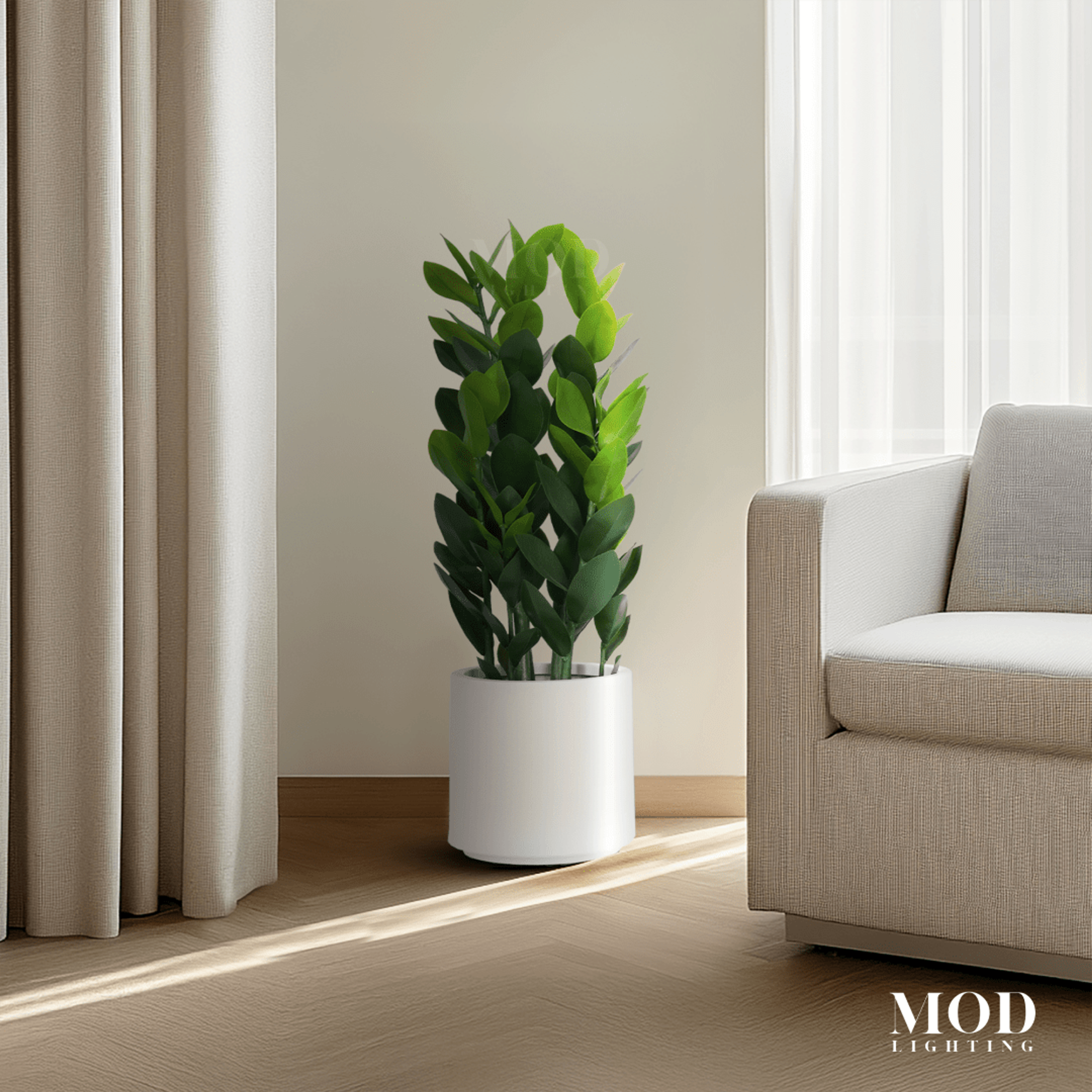 ZZ Plant
