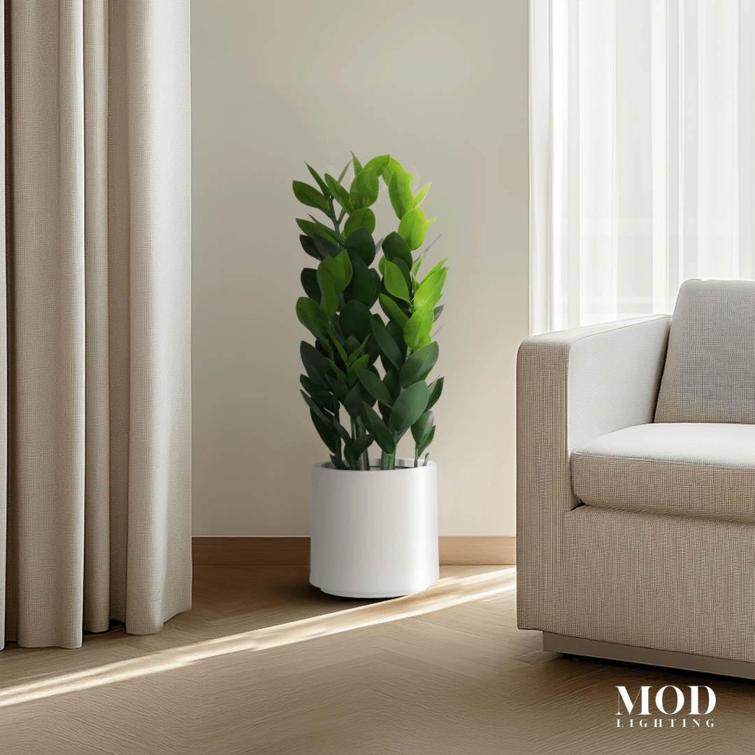 ZZ Plant