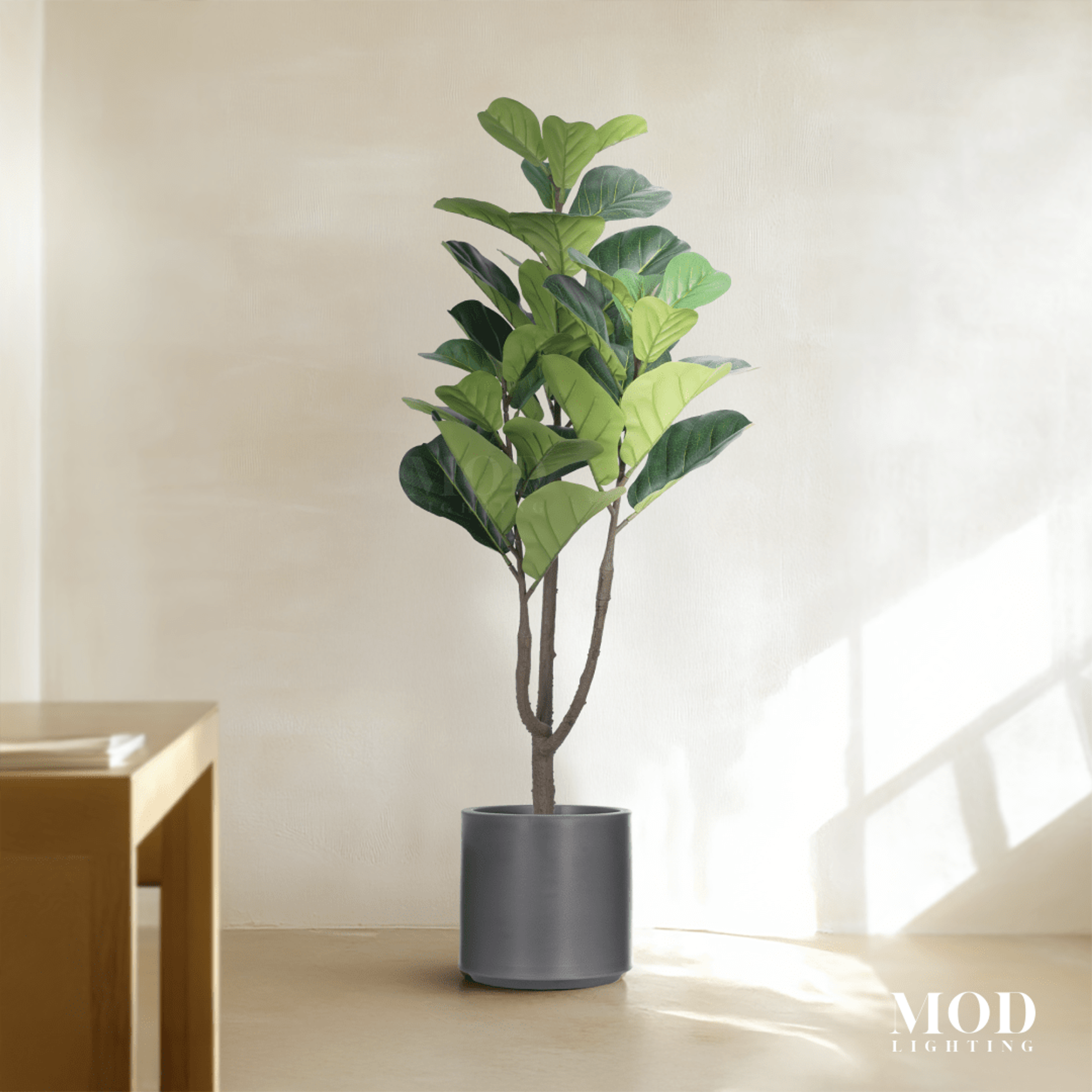 Fiddle Leaf Fig hover