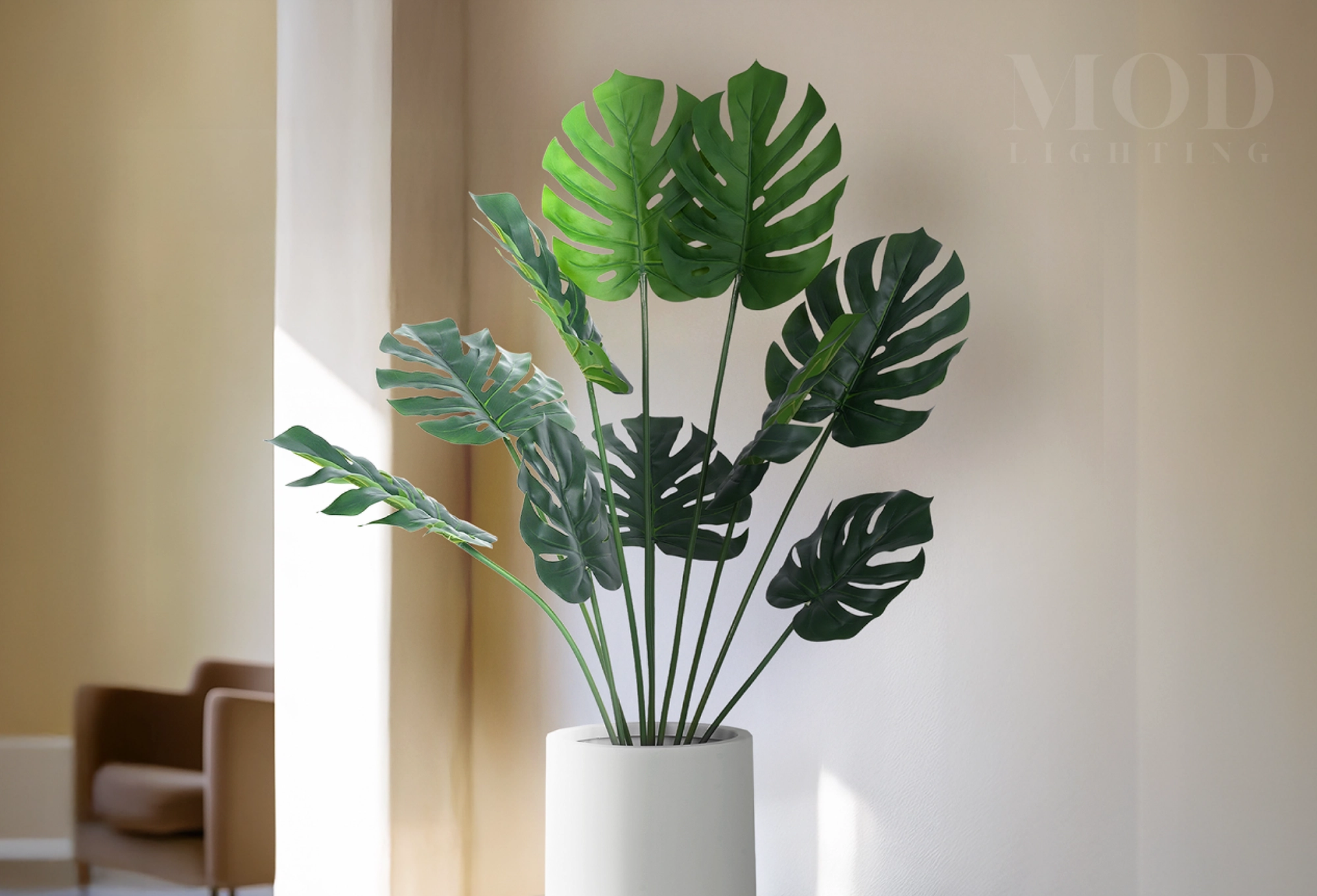 /products/monstera