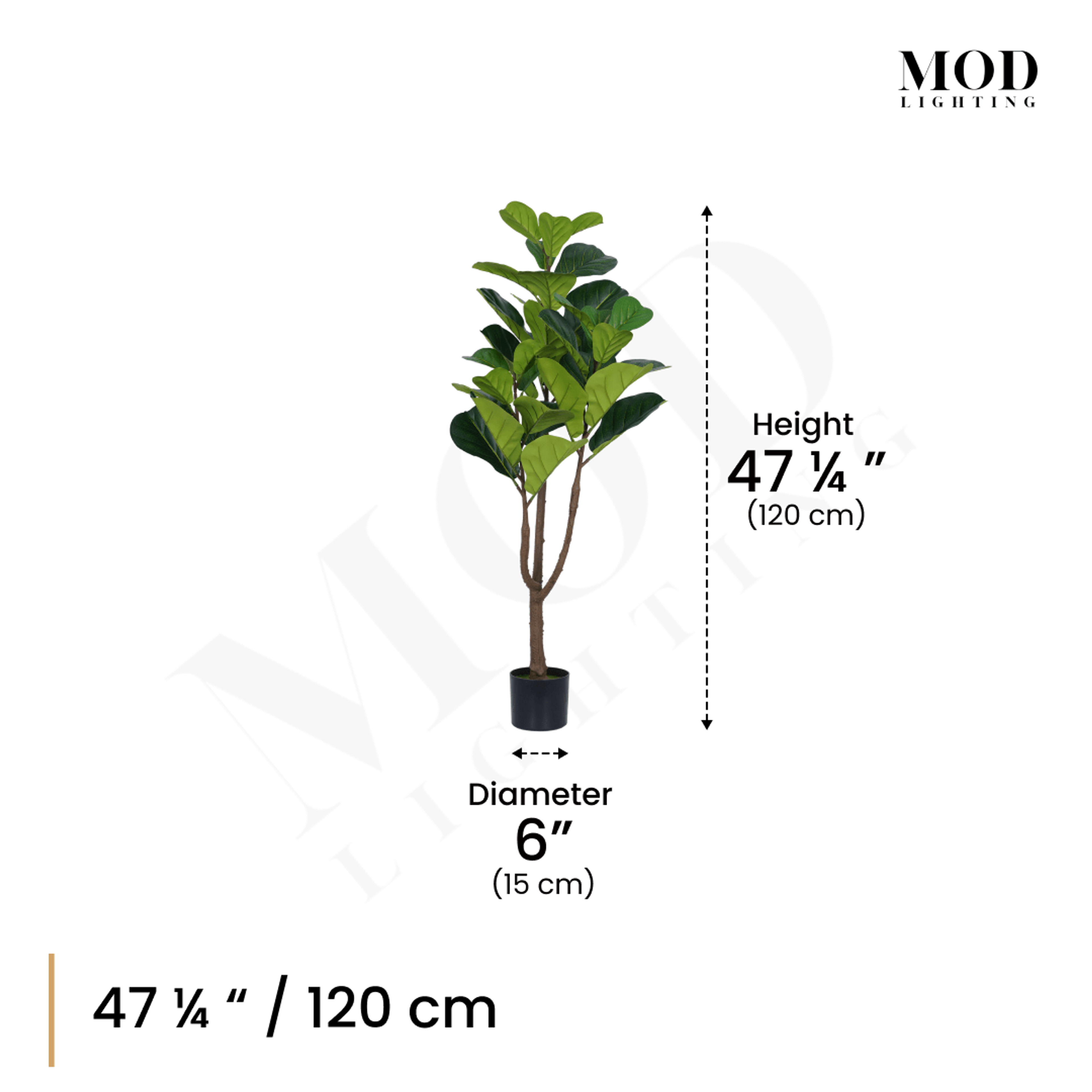 Fiddle Leaf Fig in a black pot, dimension diagram: 47.25 in / 120 cm tall, 6 in / 15 cm pot diameter
