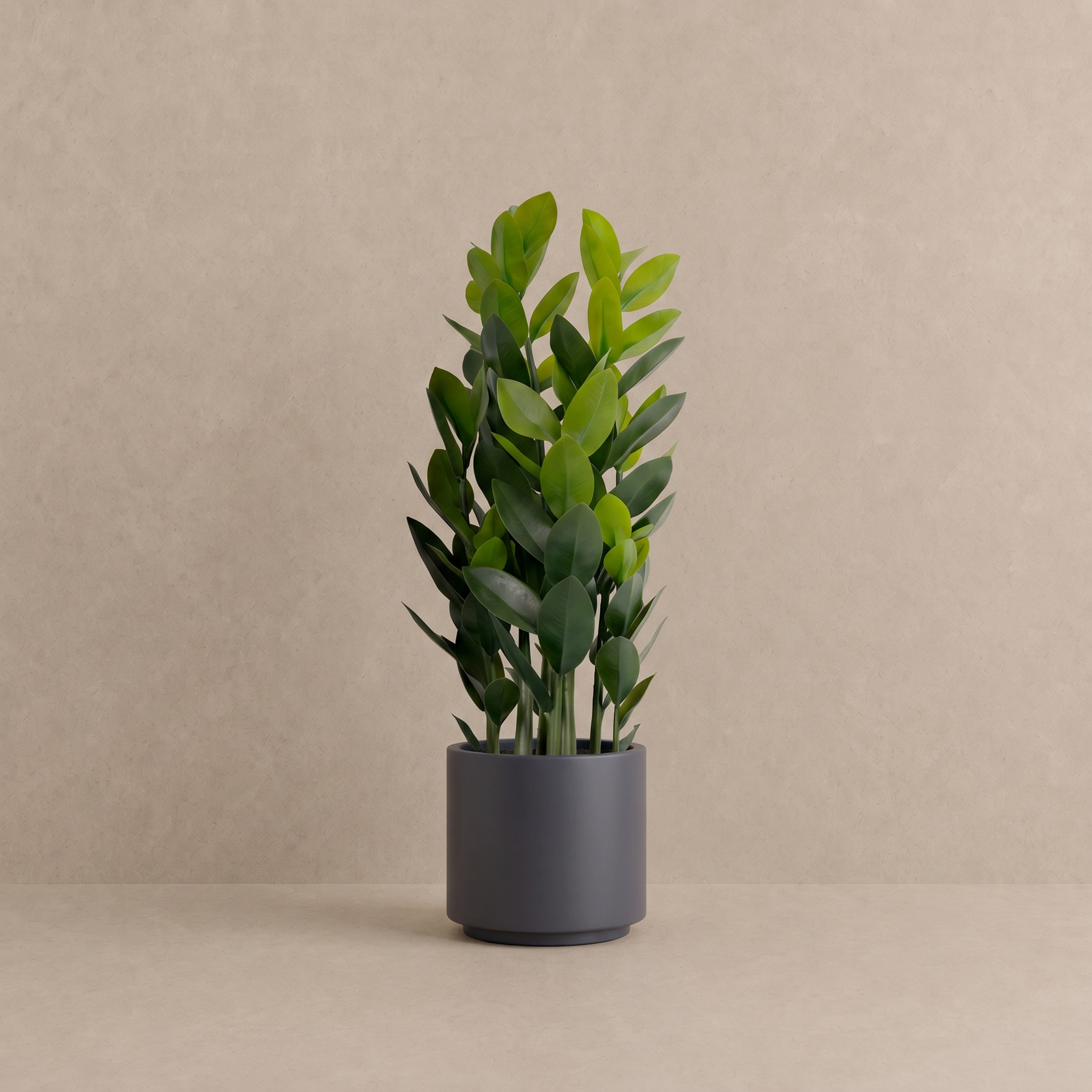 ZZ Plant