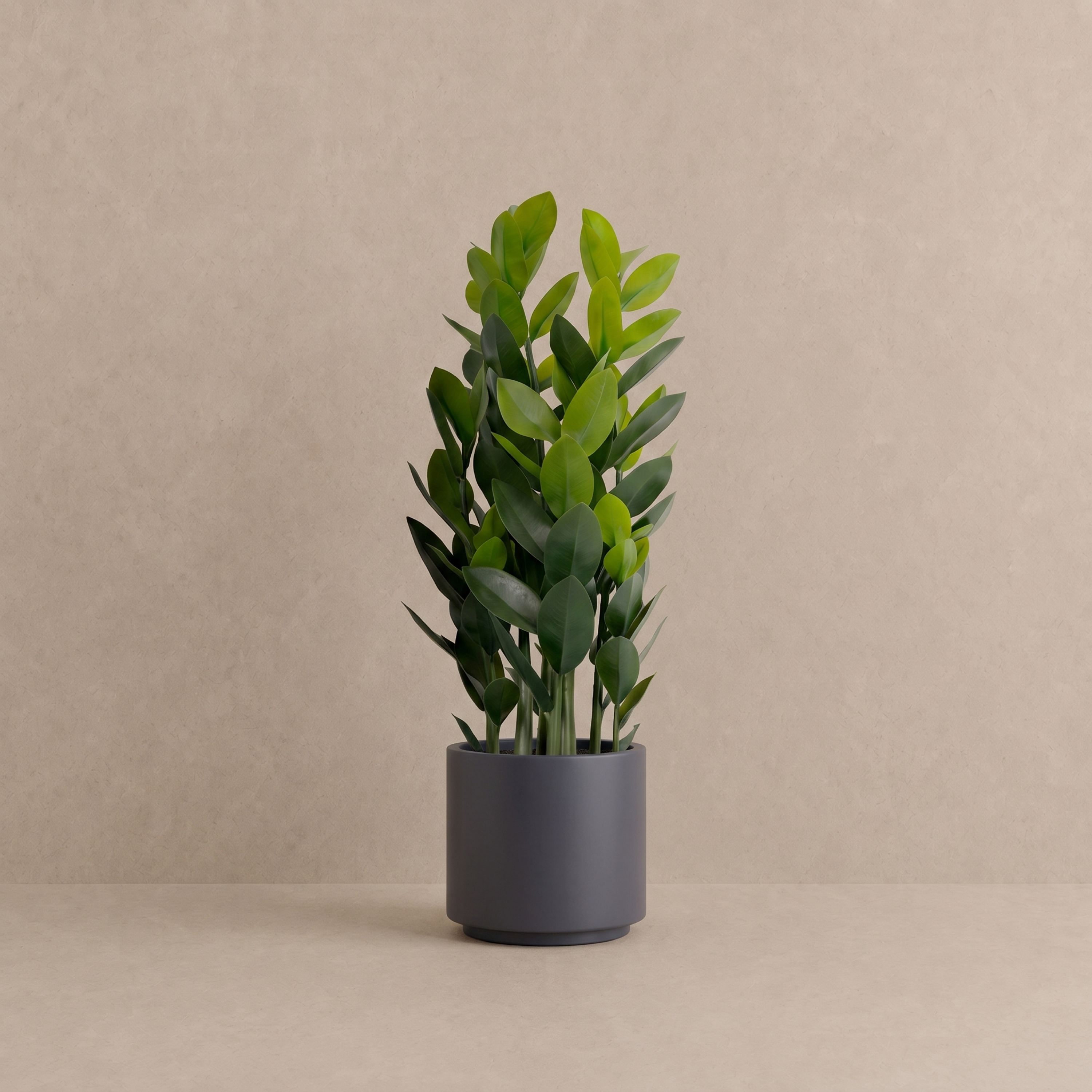 ZZ Plant